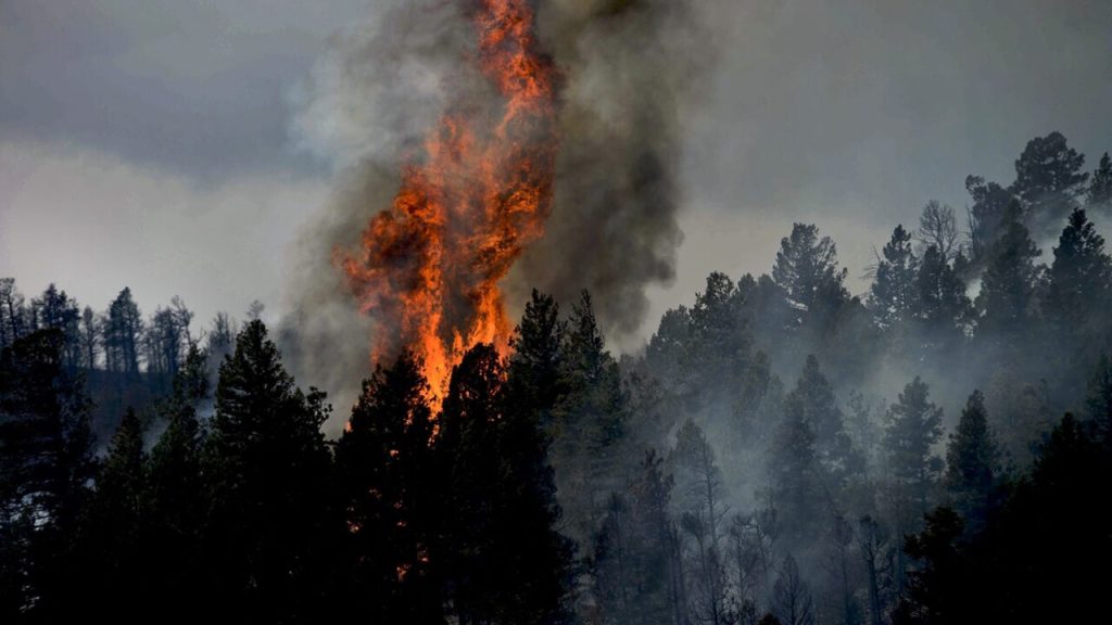 Colorado Fire Mitigation