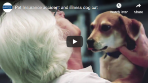 pet insurance video