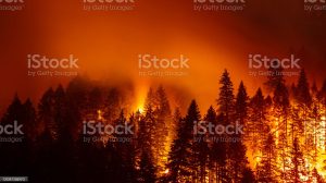Effective Strategies to Combat Wildfire Risk and Protect Your Home